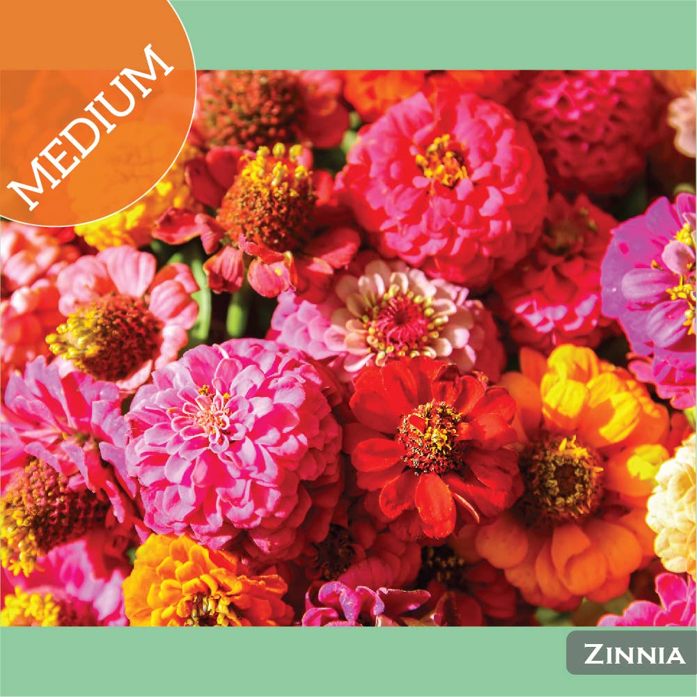 Paint By Number Painting Kits: Zinnia / Medium