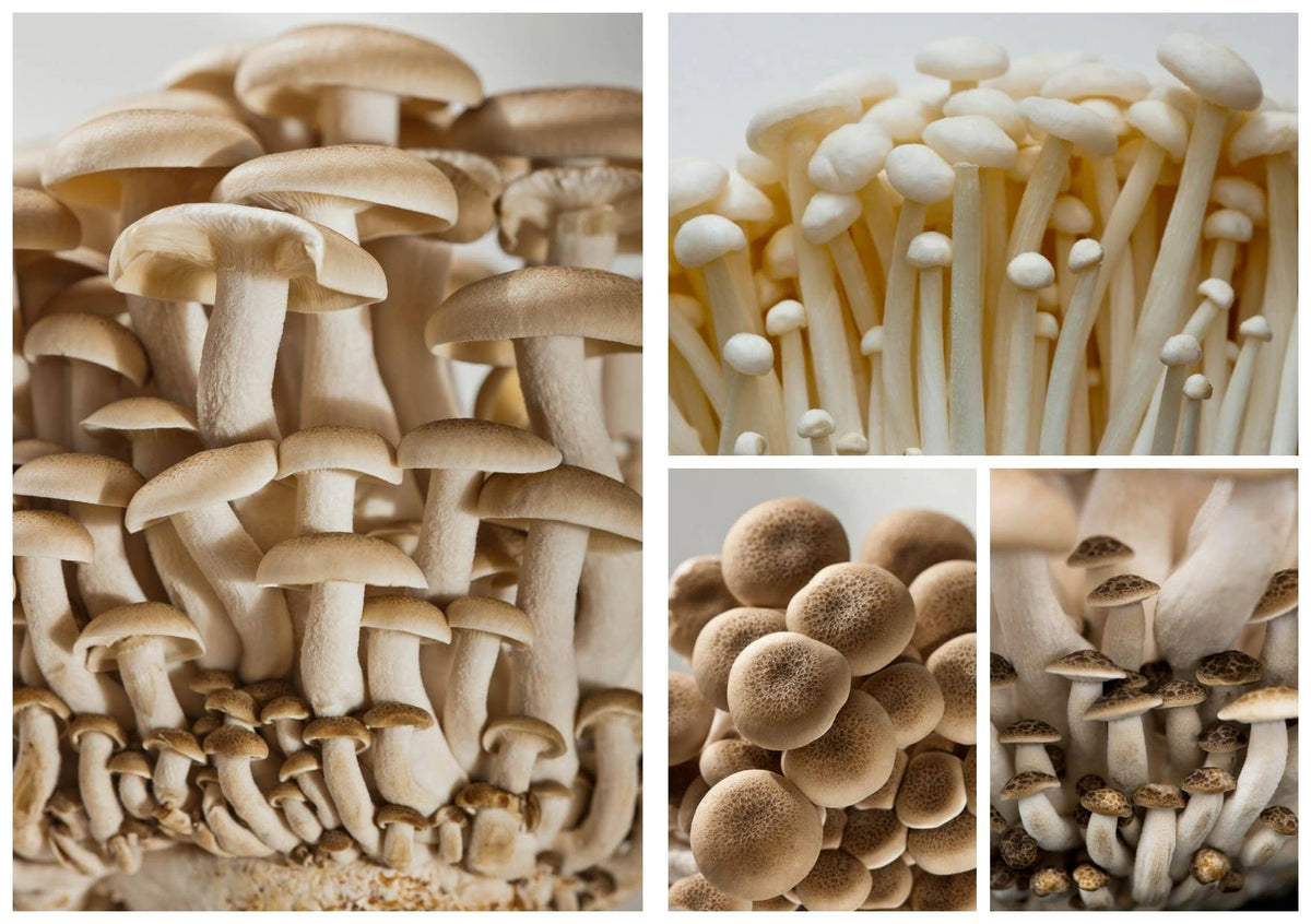 Growing Mushrooms at Home