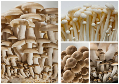 Growing Mushrooms at Home